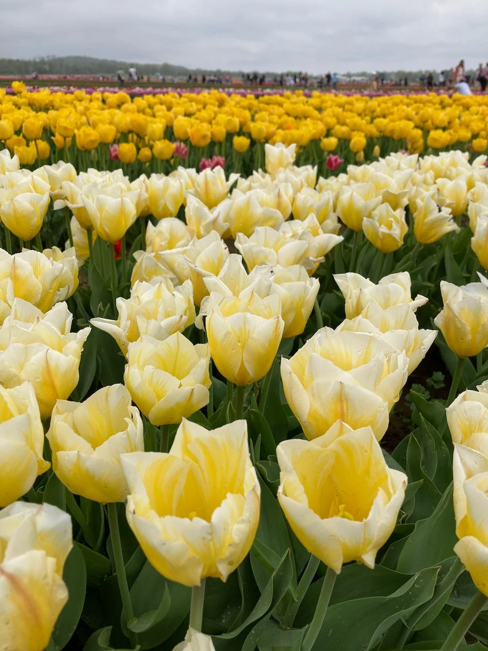 Tulip Farm in New Jersey — LIZ HEATHER